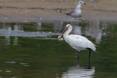 Colhereiro  ---  Spoonbill  ---  (Platalea leucorodia)