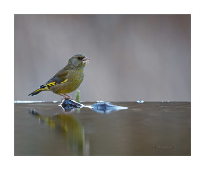 Verdilho  ---  Greenfinch  ---  (Carduelis chloris)