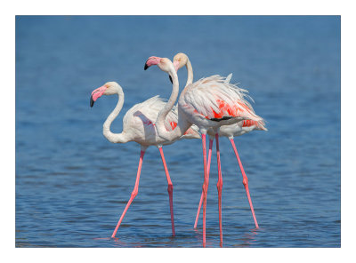 Flamingo  ---  Greater Flamingo  ---  (Phoenicopterus roseus)