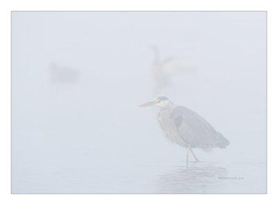 Gara-real  ---  Grey Heron  ---  (Ardea cinerea)