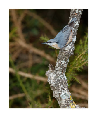 Trepadeira-azul  ---  Nuthatch  ---  (Sitta europaea)