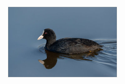 Galeiro  ---  Coot  ---  (Fulica atra)
