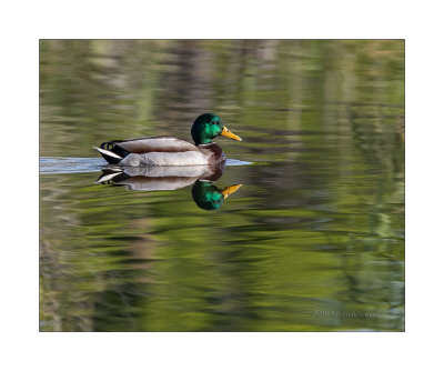 Pato-real  ---  Mallard  ---  (Anas platyrhynchos)