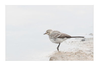 Alvola-branca  ---  White Wagtail  ---  (Motacilla alba)