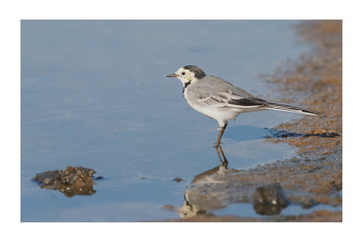 Alvola-branca  ---  White Wagtail  ---  (Motacilla alba)