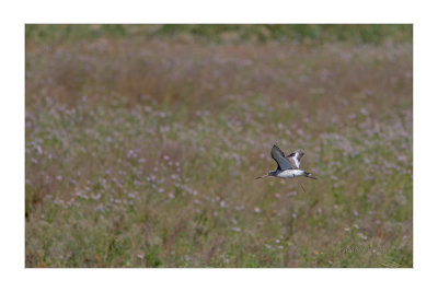 Milherango  ---  Black-tailed Godwit  ---  (Limosa limosa)