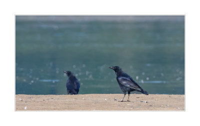 Gralha-preta  ---  Carrion Crow  ---  (Corvus corone)