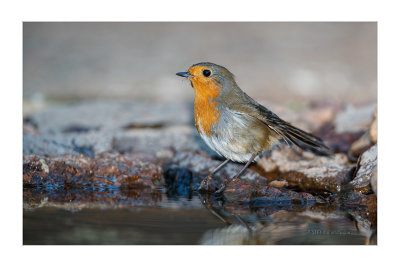 Pisco-de-peito-ruivo  ---  Robin  ---  (Erithacus rubecula)