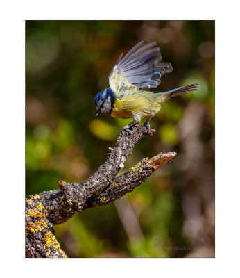 Chapim-azul  ---  Blue Tit  ---  (Cyanistes caeruleus )