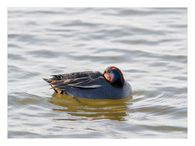 Marrequinha  ---  Teal  ---  (Anas crecca)