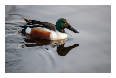 Pato-colhereiro  ---  Shoveler  ---  (Anas clypeata)