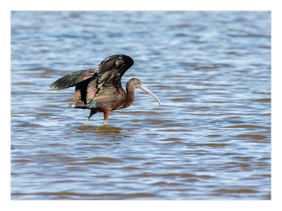 Ibis-preto  ---  Glossy Ibis  ---  (Plegadis falcinellus)