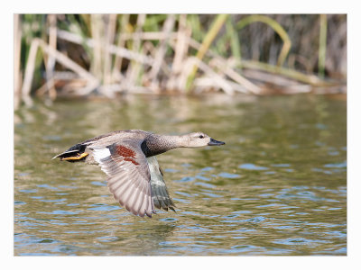 Frisada  ---  Gadwall  ---  (Anas strepera)