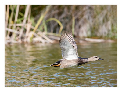 Frisada  ---  Gadwall  ---  (Anas strepera)
