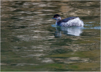 Cagarraz  ---  Black-necked Greb  ---  (Podiceps nigricollis)