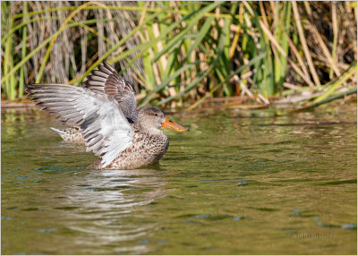 Pato-colhereiro  ---  Shoveler  ---  (Anas clypeata)