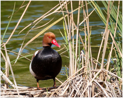 Pato-de-bico-vermelho  ---  Red-crested Pochard  ---  (Netta rufina)