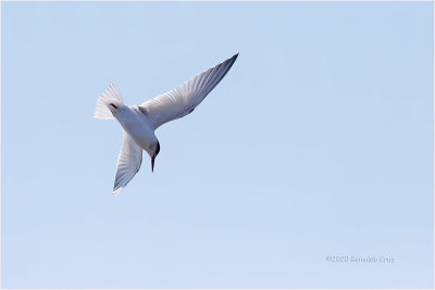 Gaivina  ---  Common Tern  ---  (Sterna hirundo)