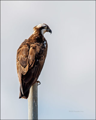 guia-pesqueira  ---  Osprey  ---  (Pandion haliaetus)