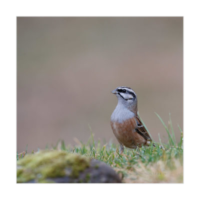 Cia  ---  Rock Bunting  ---  (Emberiza cia)
