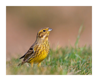 Escrevedeira-amarela  ---  Yellow Hammer  ---  (Emberiza citrinella)