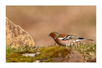 Tentilho  ---  Chaffinch  ---  (Fringilla coelebs)