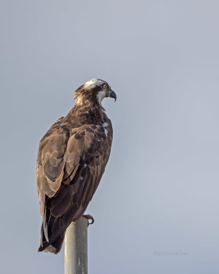 guia-pesqueira  ---  Osprey  ---  (Pandion haliaetus)
