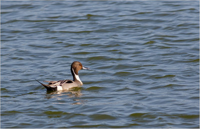 Arrbio  ---  Pintail  ---  (Anas acuta)