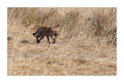 Raposa-vermelha - Red Fox