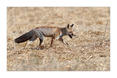 Raposa-vermelha - Red Fox