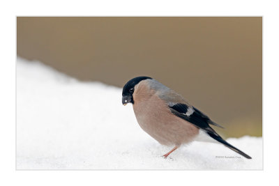 Dom-fafe --- Bullfinch --- (Pyrrhula pyrrhula)  Female