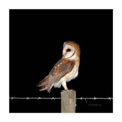 Coruja-das-torres --- Barn Owl --- (Tyto alba)