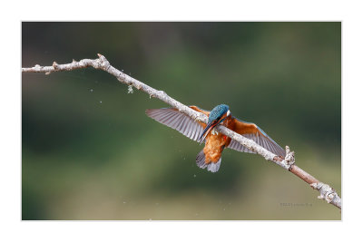Guarda-rios  ---  Kingfisher  ---  (Alcedo atthis)
