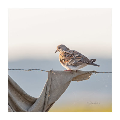 Rola-brava  ---  Turtle Dove  ---  (Streptopelia turtur)