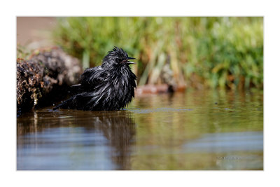 Estorninho-preto  ---  Spotless Starling  ---  (Sturnus unicolor)