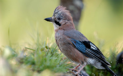 Gaio  ---  Jay  ---  (Garrulus glandarius)
