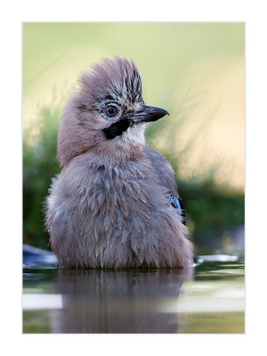 Gaio  ---  Jay  ---  (Garrulus glandarius)