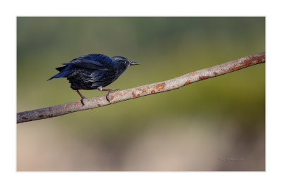 Estorninho-preto  ---  Spotless Starling  ---  (Sturnus unicolor)