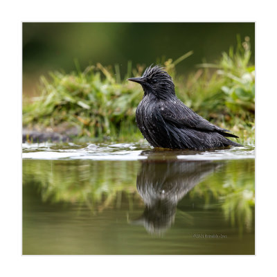 Estorninho-preto  ---  Spotless Starling  ---  (Sturnus unicolor)