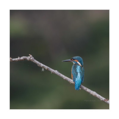 Guarda-rios  ---  Kingfisher  ---  (Alcedo atthis)