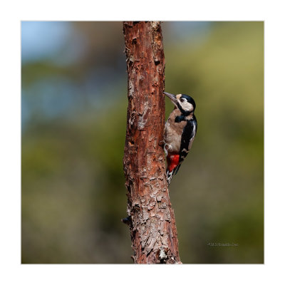 Pica-pau-malhado  ---  Great Spotted Woodpecker  ---  (Dendrocopos major)