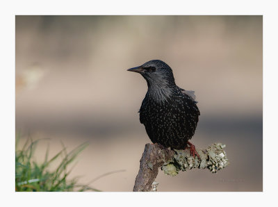 Estorninho-preto --- Spotless Starling --- (Sturnus unicolor)