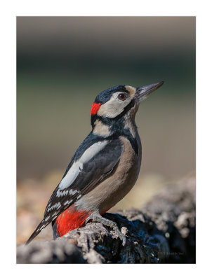 Pica-pau-malhado  ---  Great Spotted Woodpecker  ---  (Dendrocopos major)