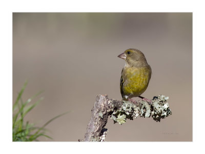 Verdilho  ---  Greenfinch  ---  (Carduelis chloris)