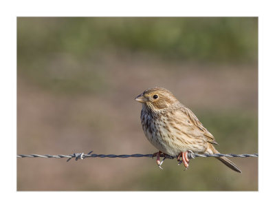 Trigueiro  ---  Corn Bunting  ---  (Miliaria calandra)