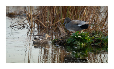 Frisada --- Gadwall --- (Anas strepera)