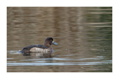 Negrinha --- Tuffed Duck --- (Aythya fuligula)