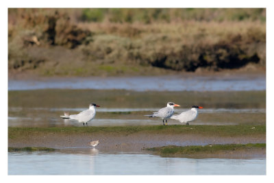 Garajau-grande --- Caspian Tern --- (Sterna caspia)