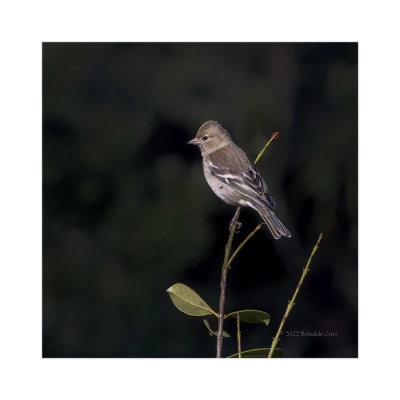 Tentilhão --- Chaffinch --- (Fringilla coelebs)