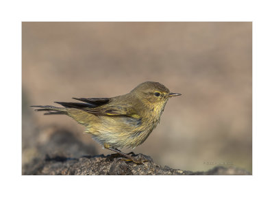 Felosinha --- Chiffchaff --- (Phylloscopus collybita)